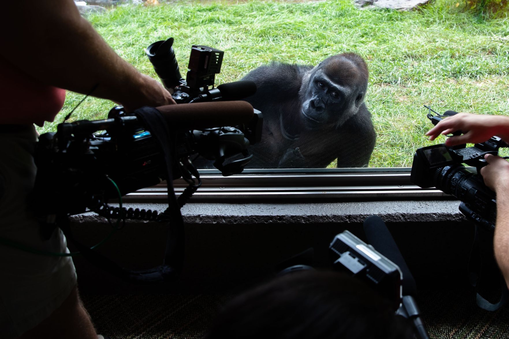 082122-owh-new-zoogorillas-LS06